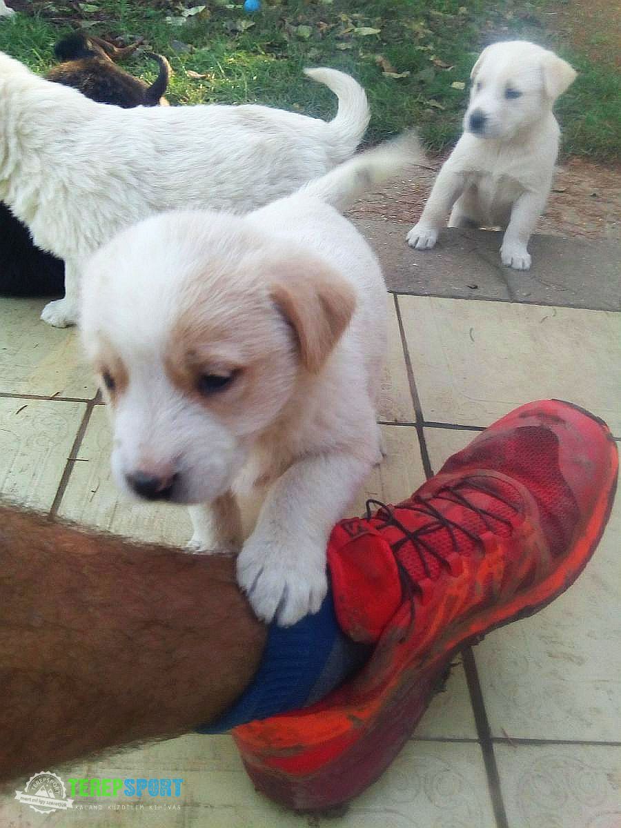 salomon sense ride teszt 10 010