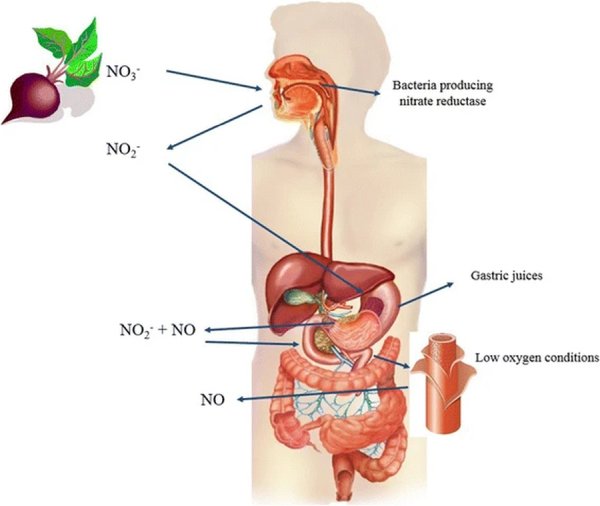 beetroot study Fig1 HTML terepeuta